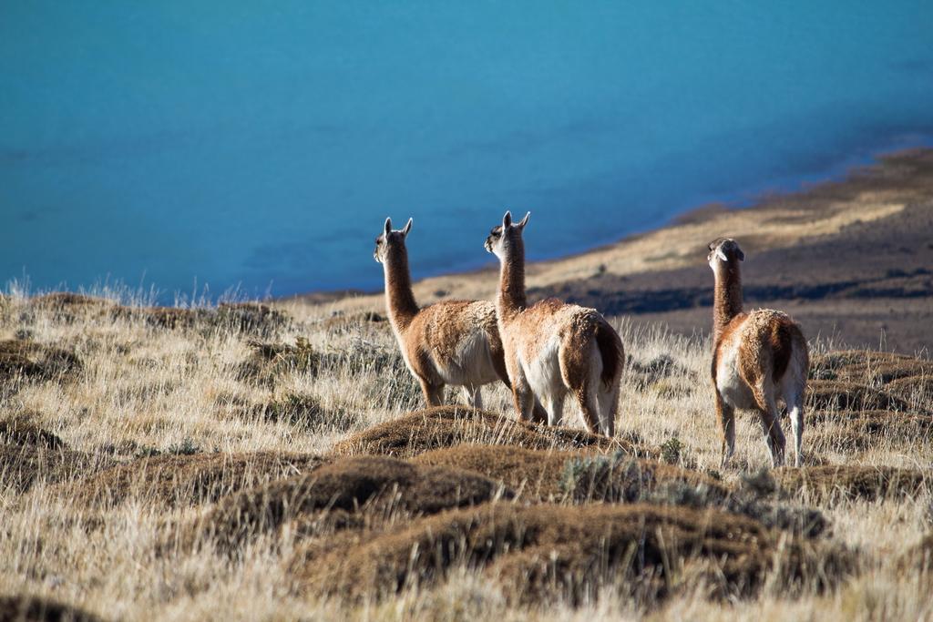 Linda Vista Apart Hotel El Calafate Dış mekan fotoğraf